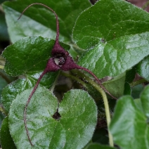 Asarum caudatum