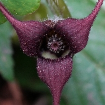 Asarum caudatum