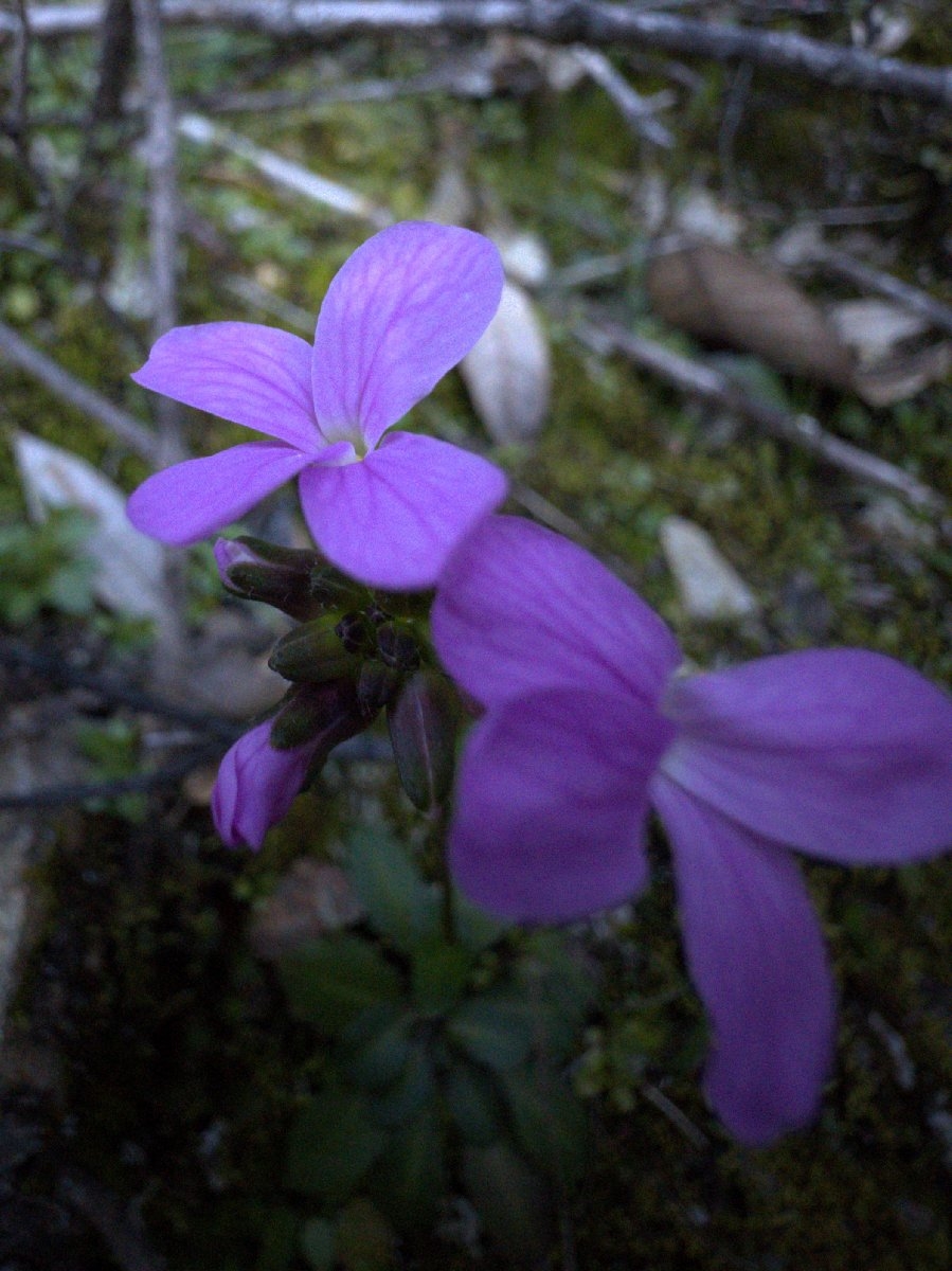 Arabis modesta