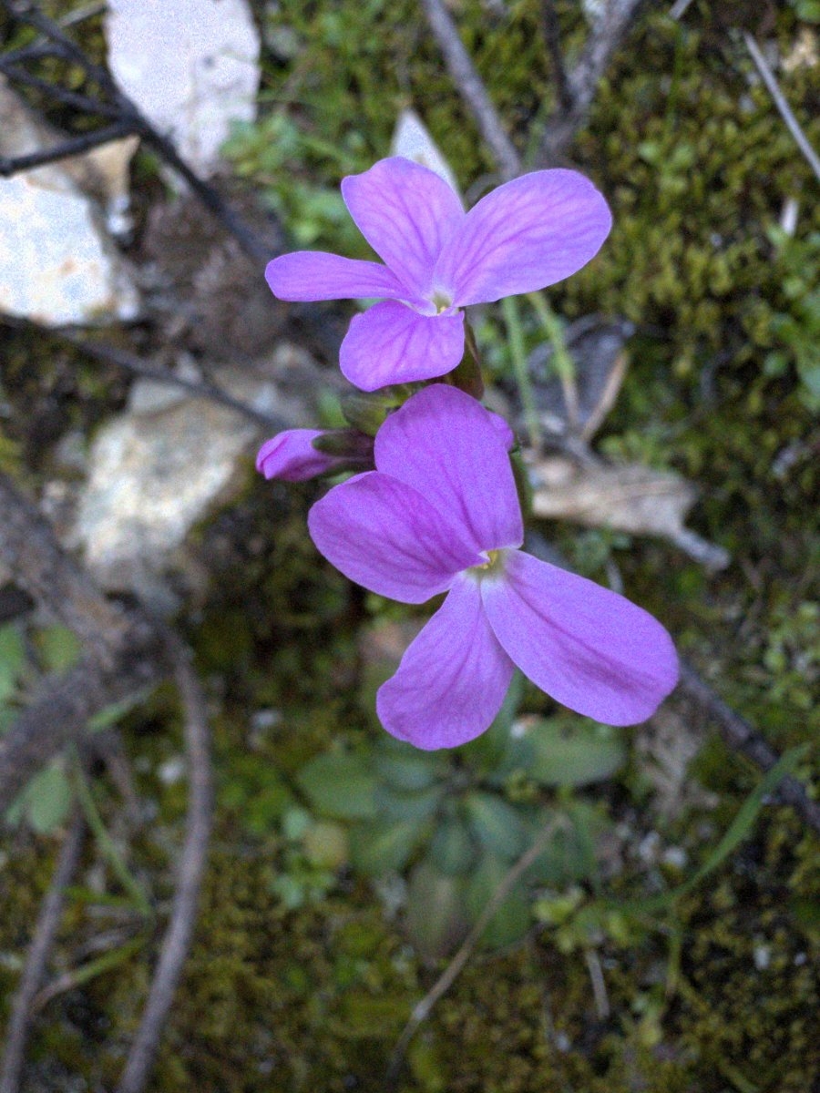 Arabis modesta