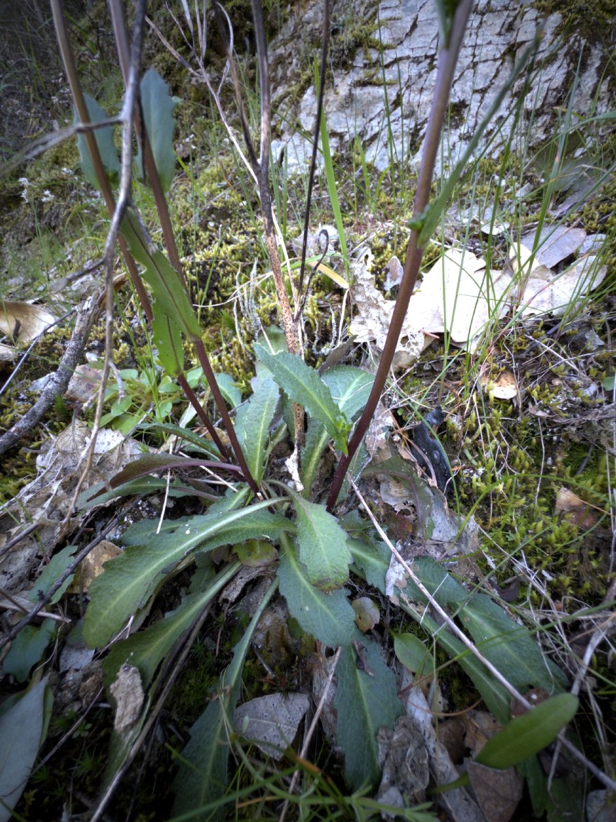 Arabis modesta