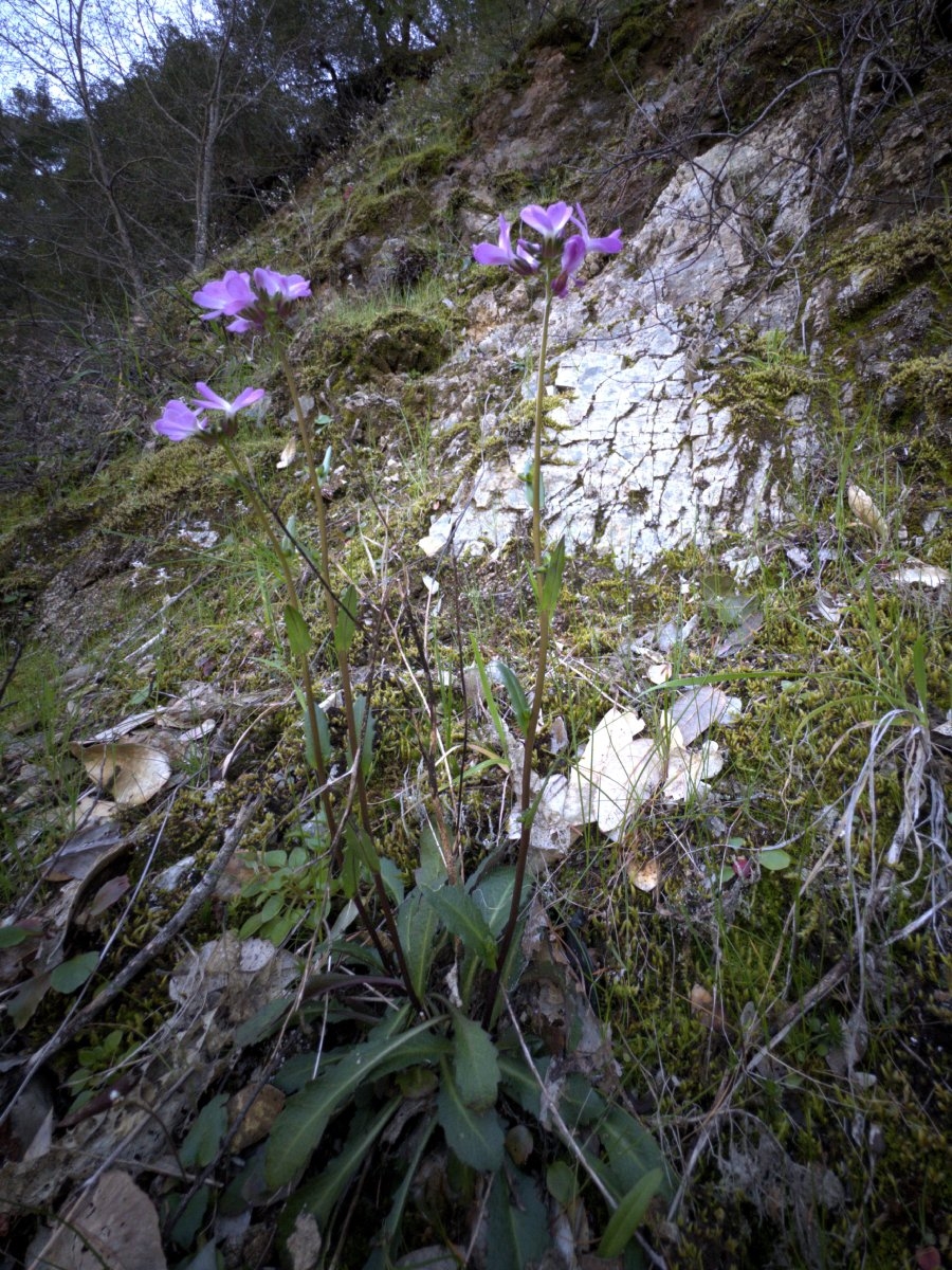 Arabis modesta