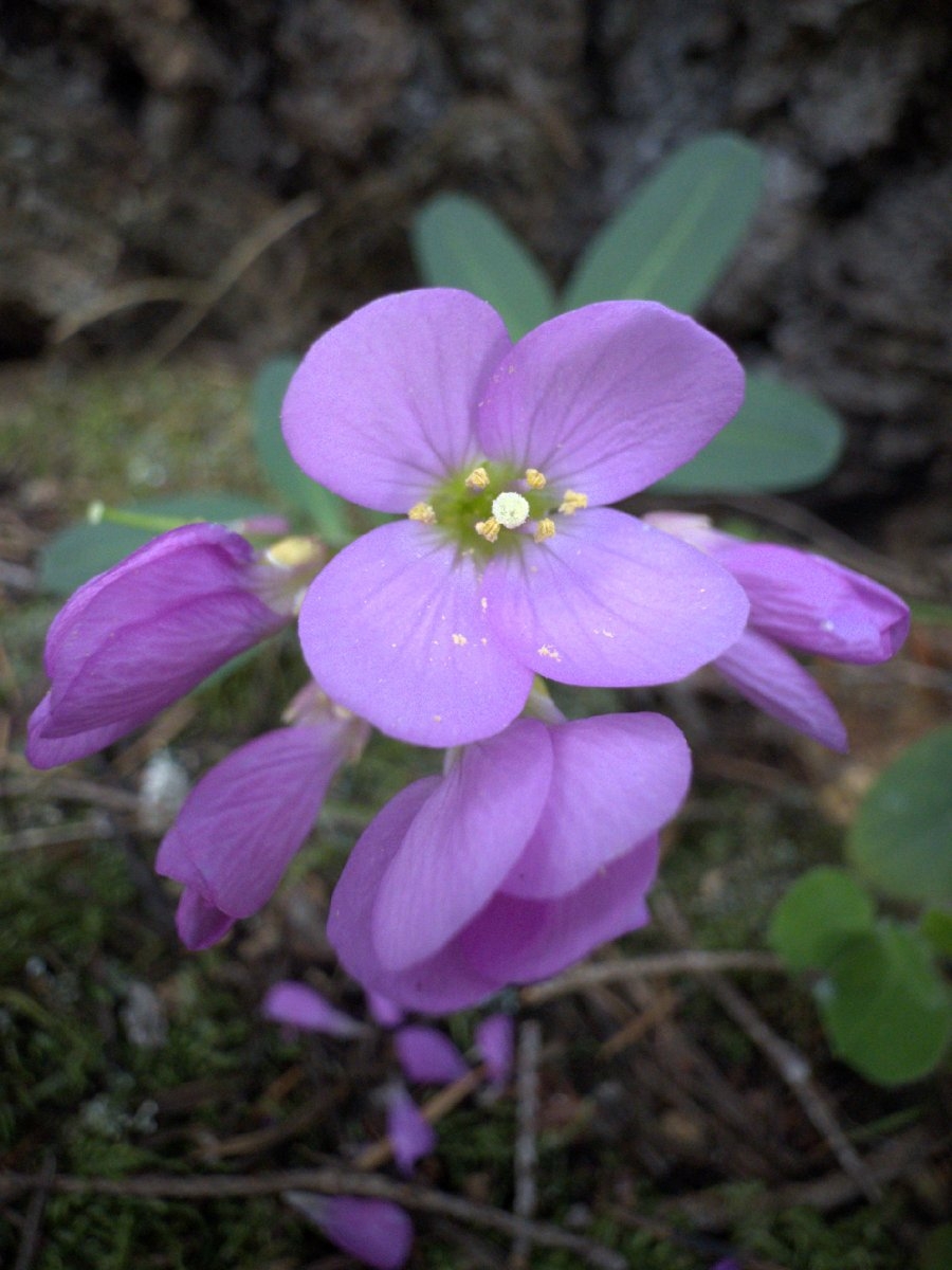 Cardamine nuttallii