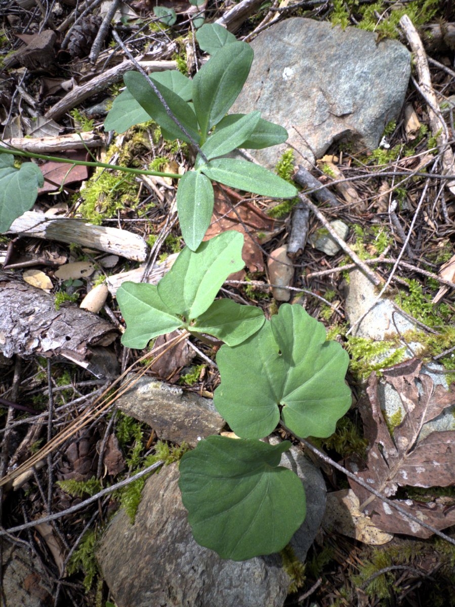 Cardamine nuttallii