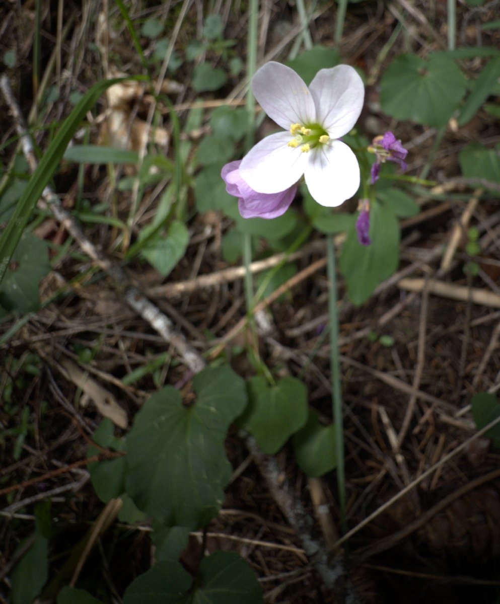 Cardamine nuttallii