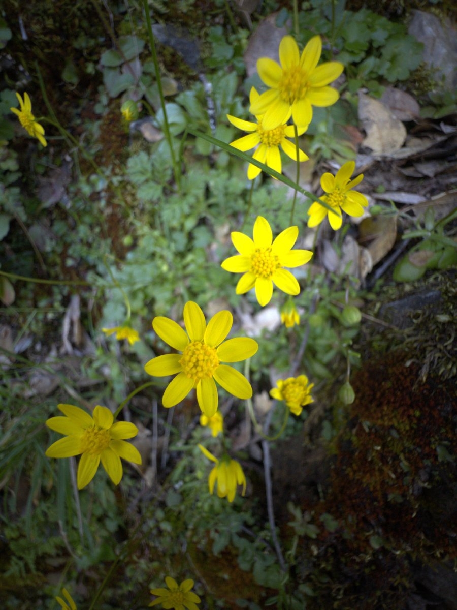 Crocidium multicaule