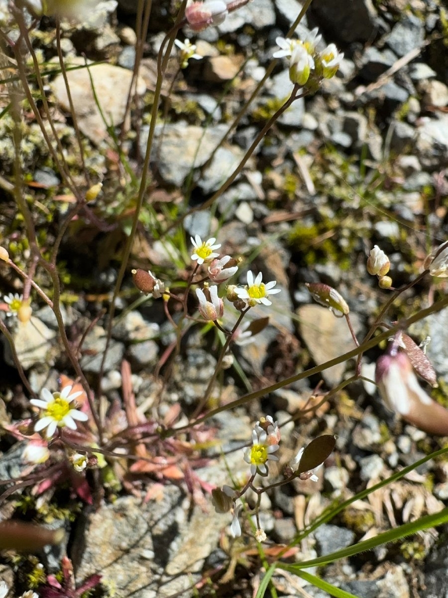 Draba verna