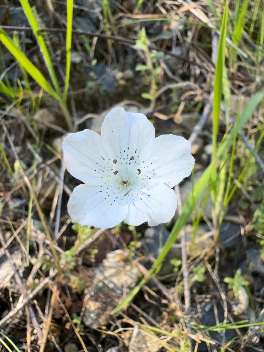 Nemophila menziesii var. atomaria