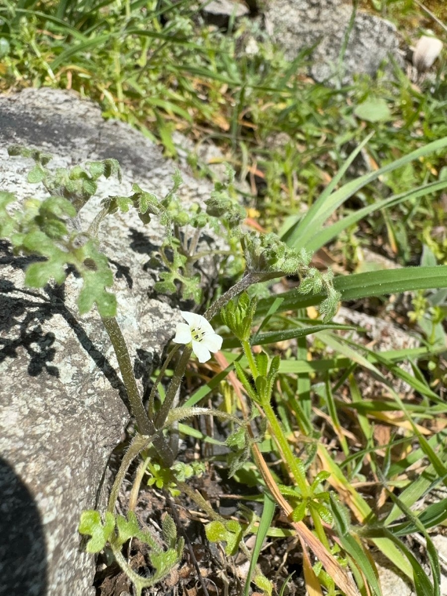 Nemophila parviflora var. parviflora