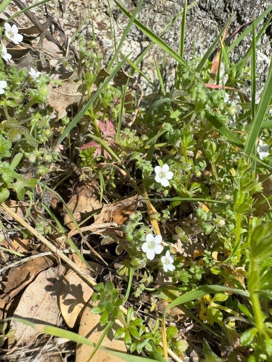 Nemophila parviflora var. parviflora