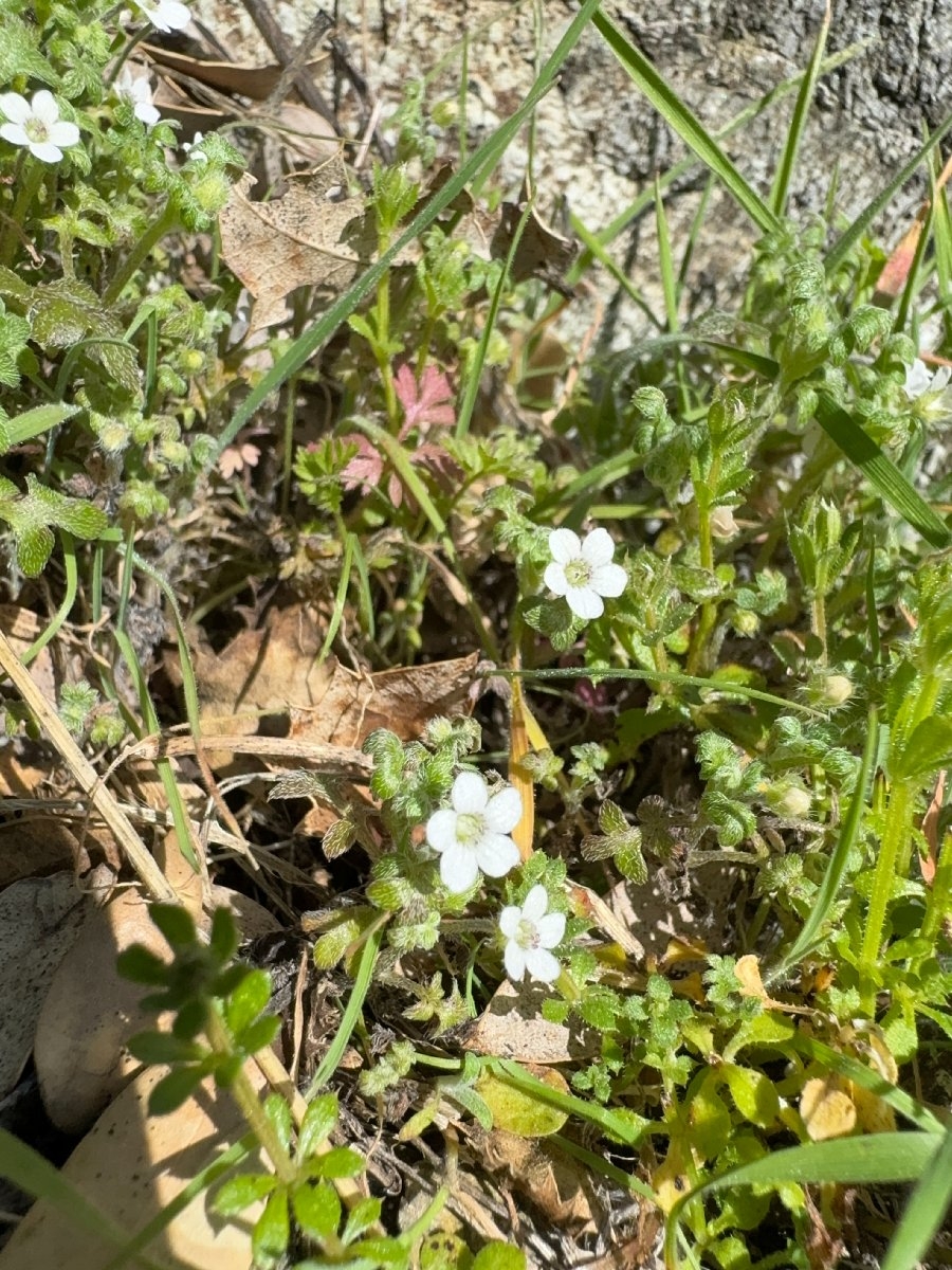 Nemophila parviflora var. parviflora