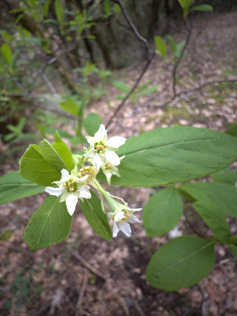 Oemleria cerasiformis