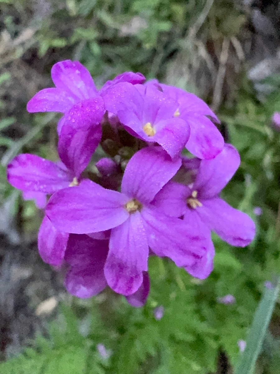 Arabis modesta