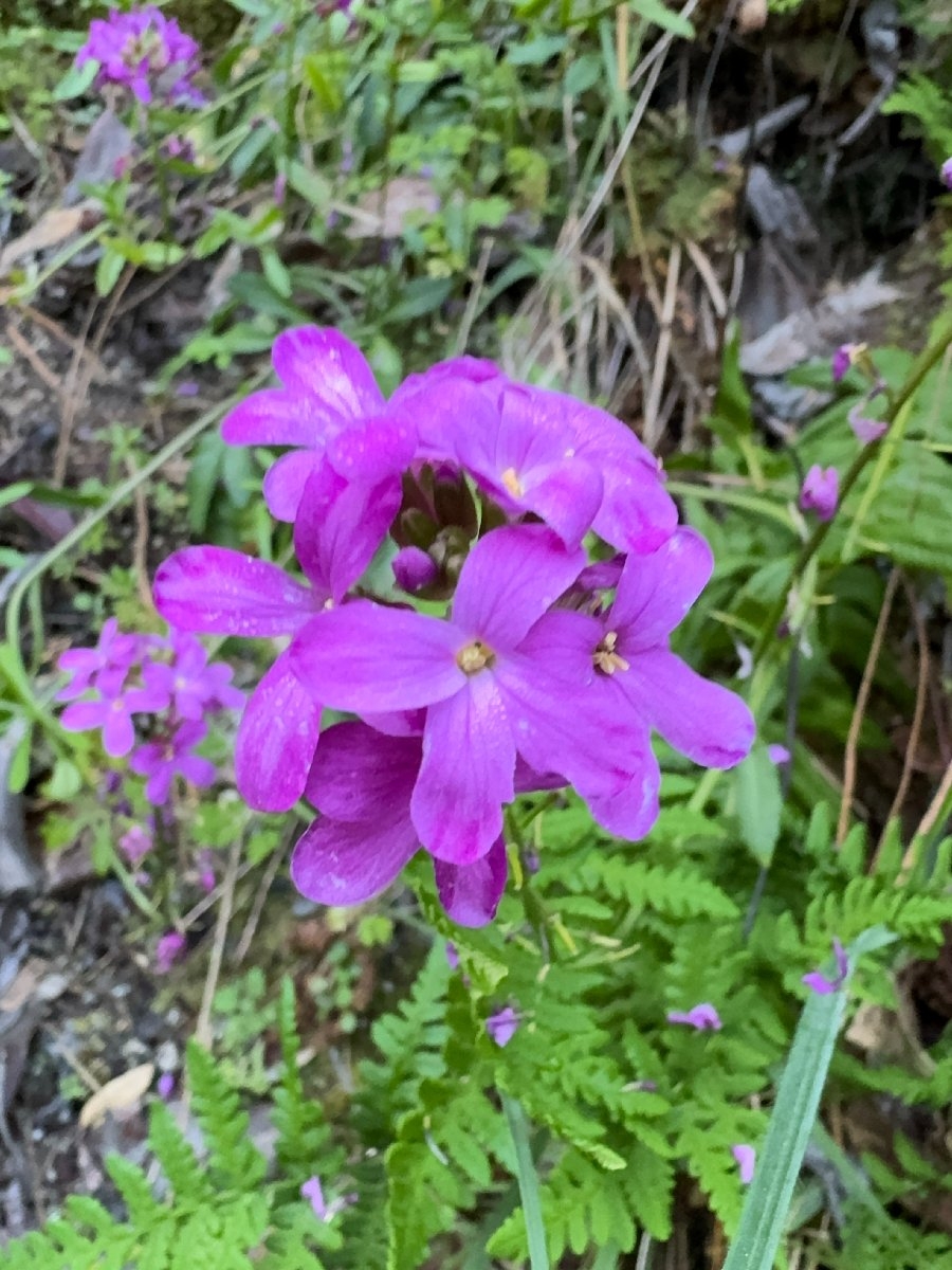 Arabis modesta