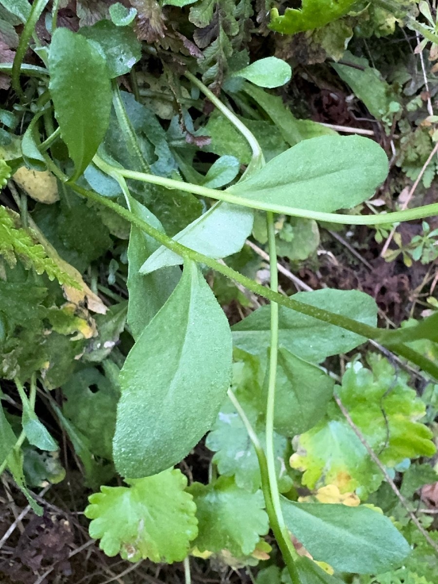 Arabis modesta