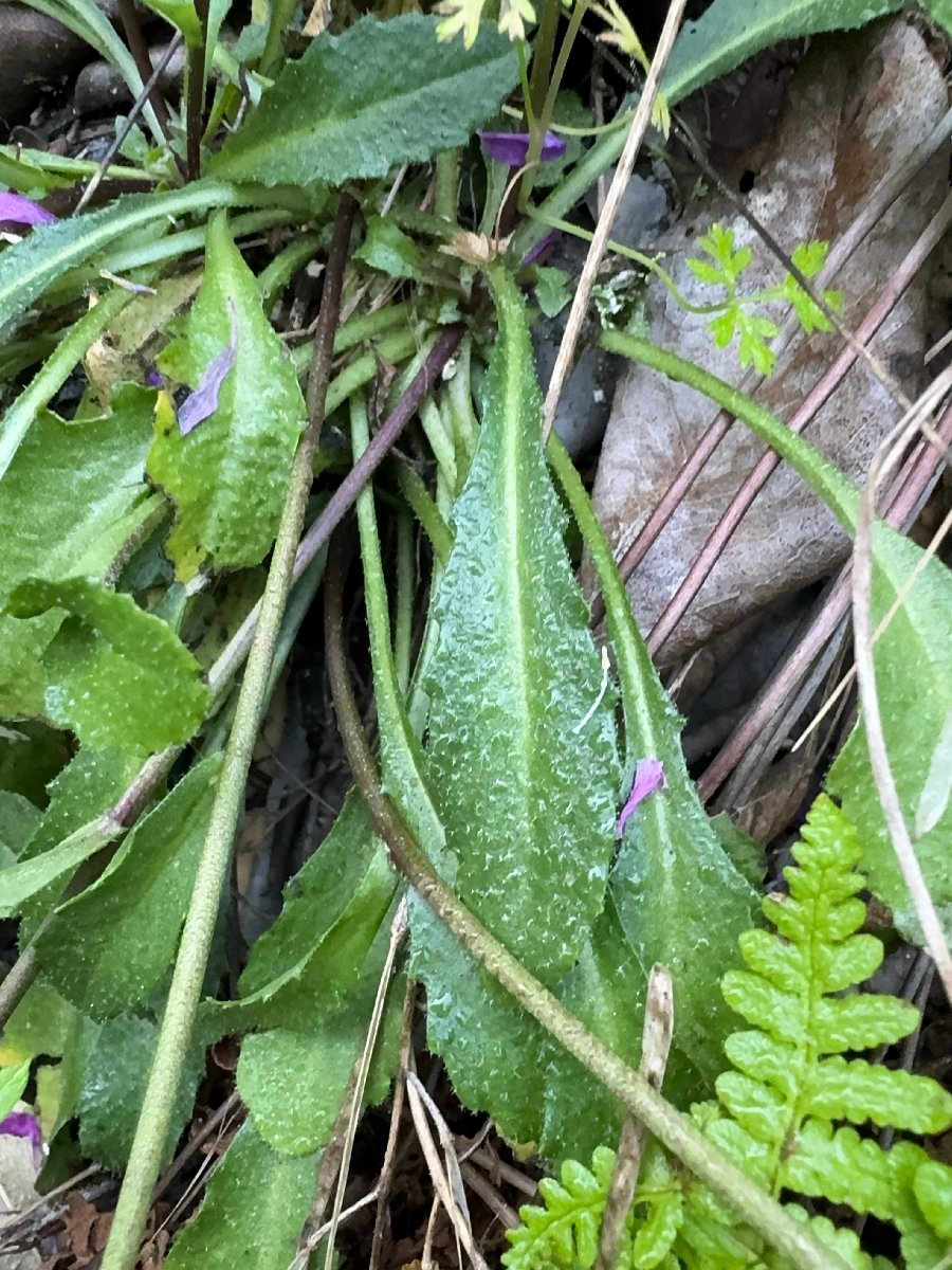 Arabis modesta