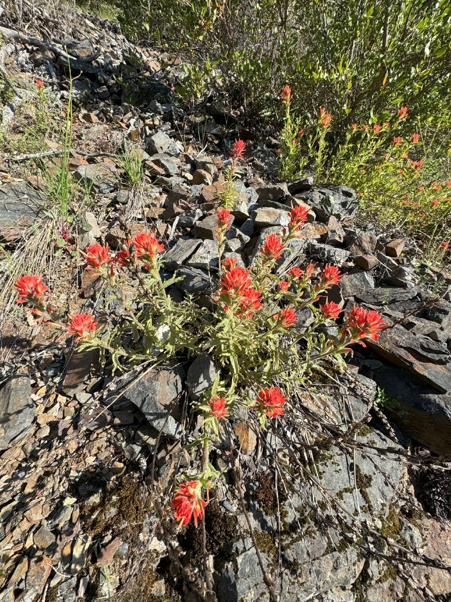 Castilleja applegatei ssp. martinii