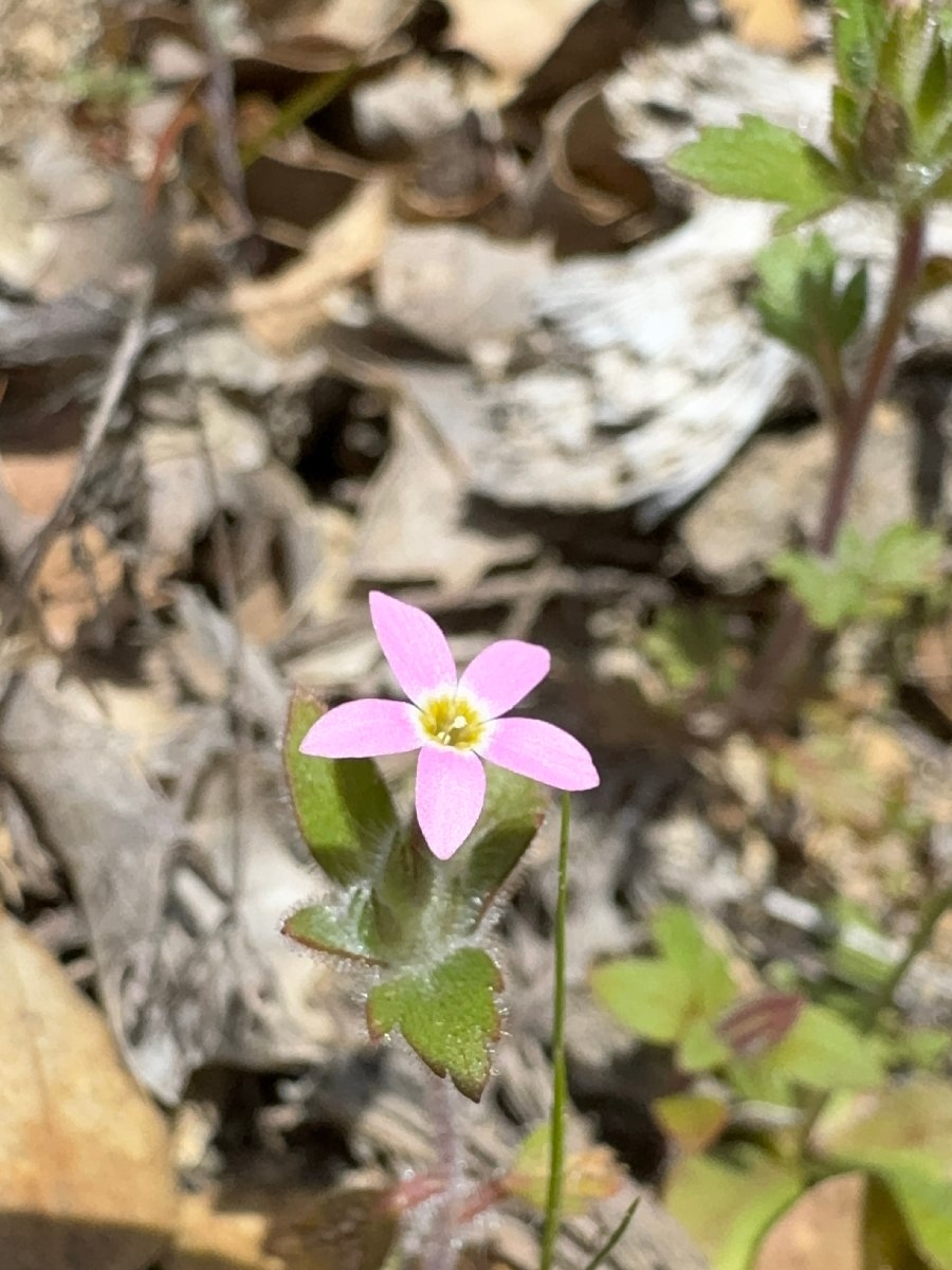 Collomia heterophylla