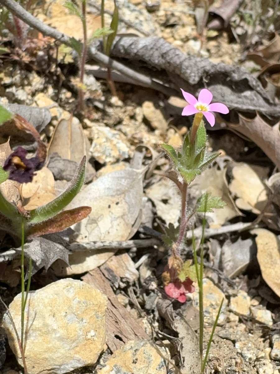 Collomia heterophylla