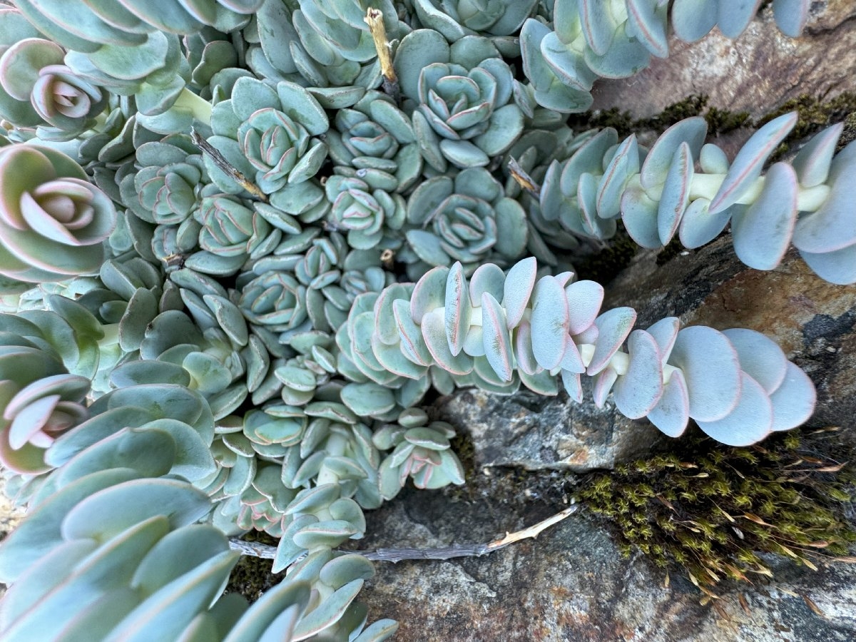 Sedum laxum ssp. heckneri