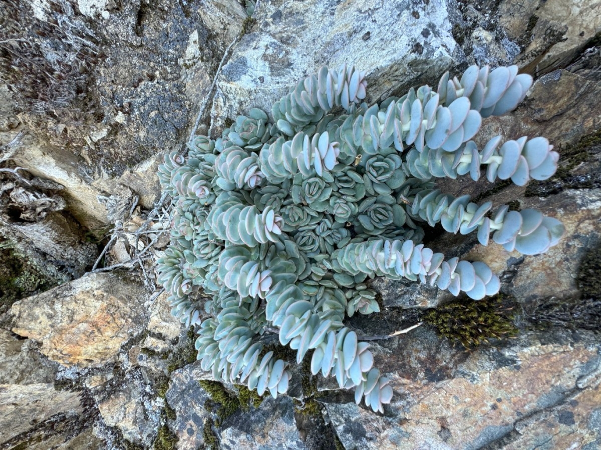 Sedum laxum ssp. heckneri