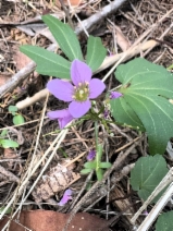 Cardamine nuttallii