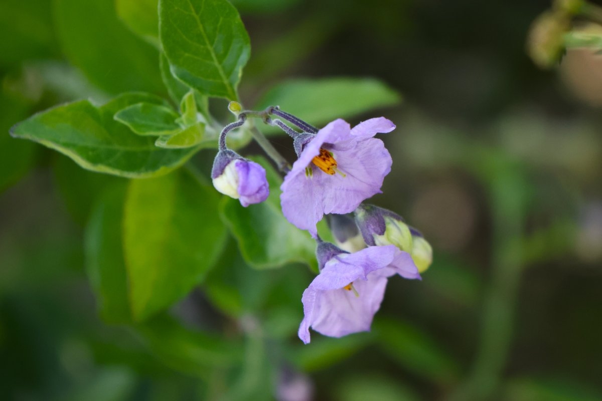 Solanum umbelliferum