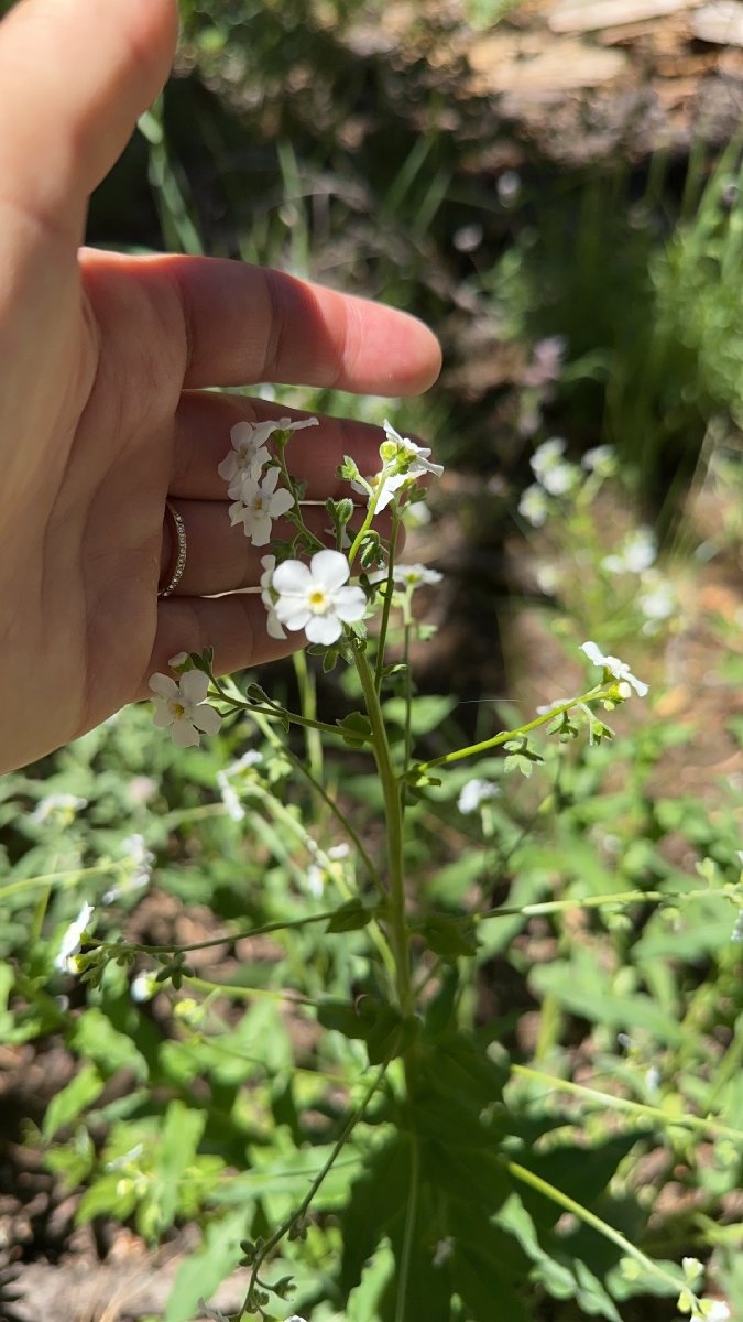 Hackelia californica