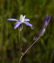 Brodiaea minor