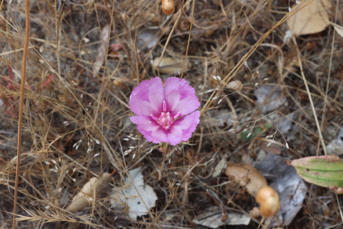 Clarkia imbricata