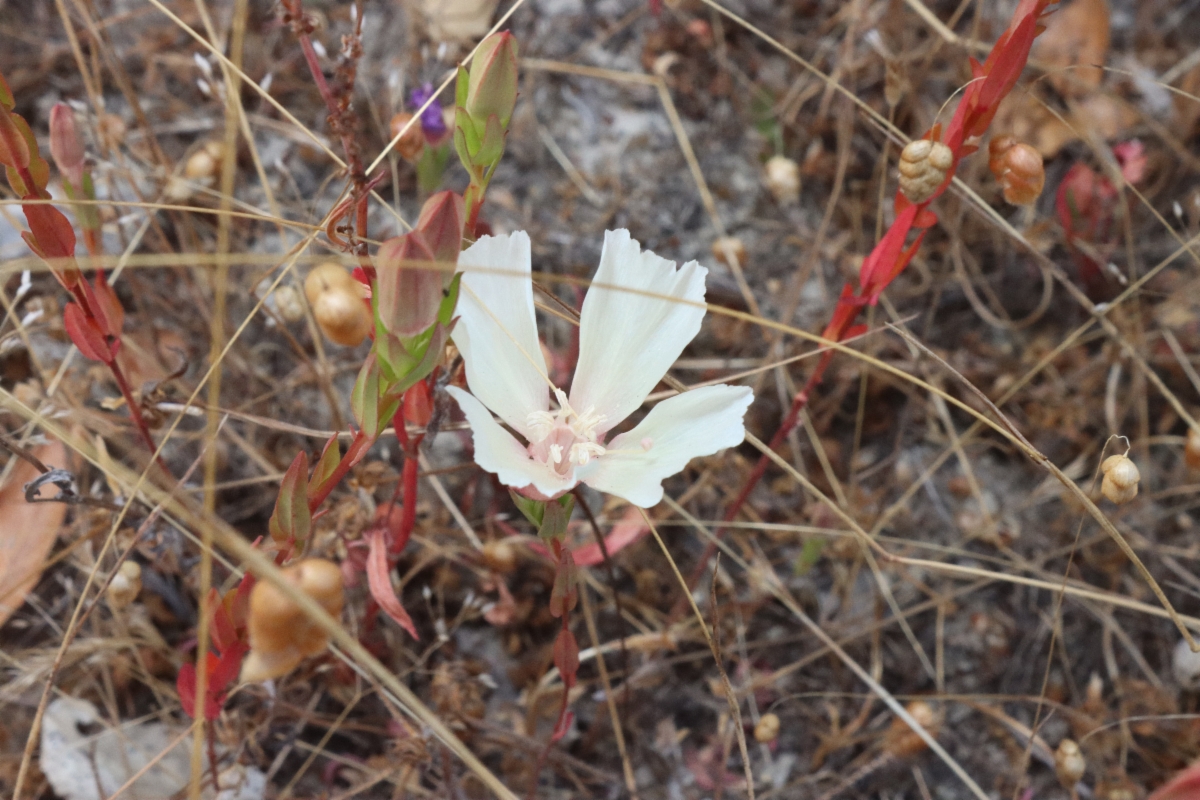 Clarkia imbricata