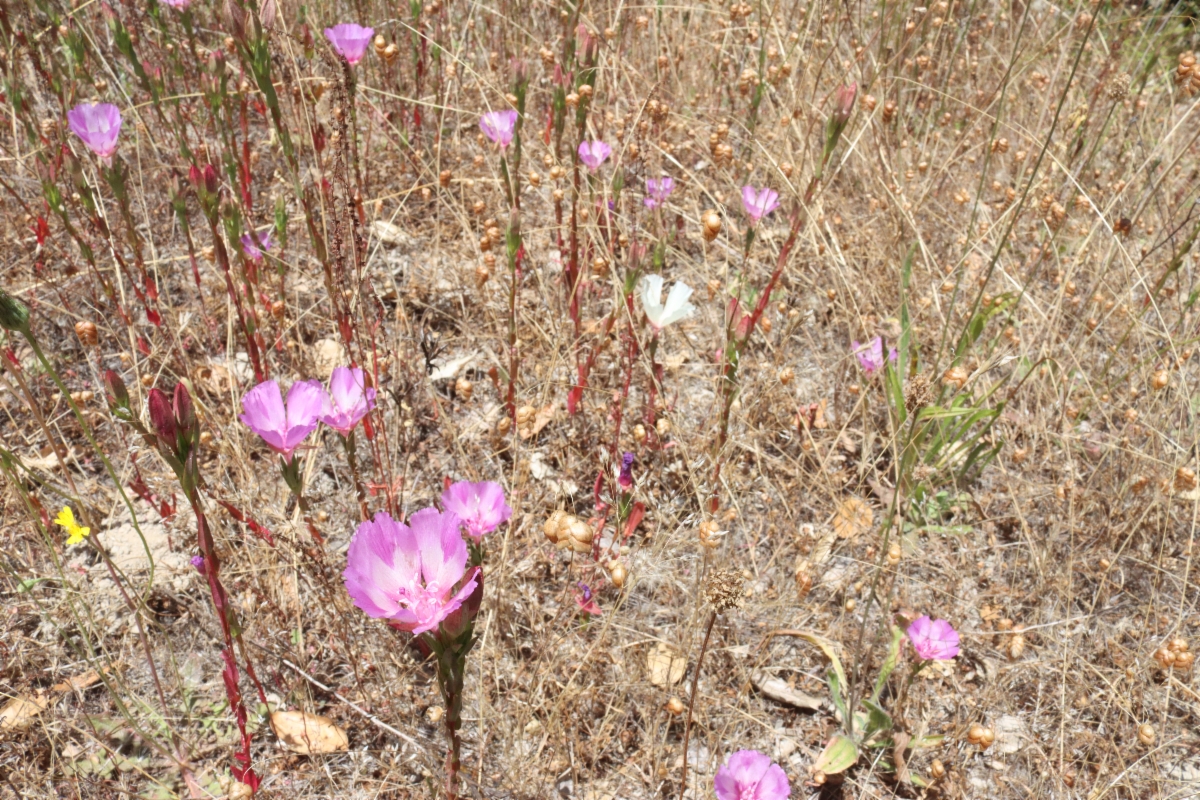 Clarkia imbricata