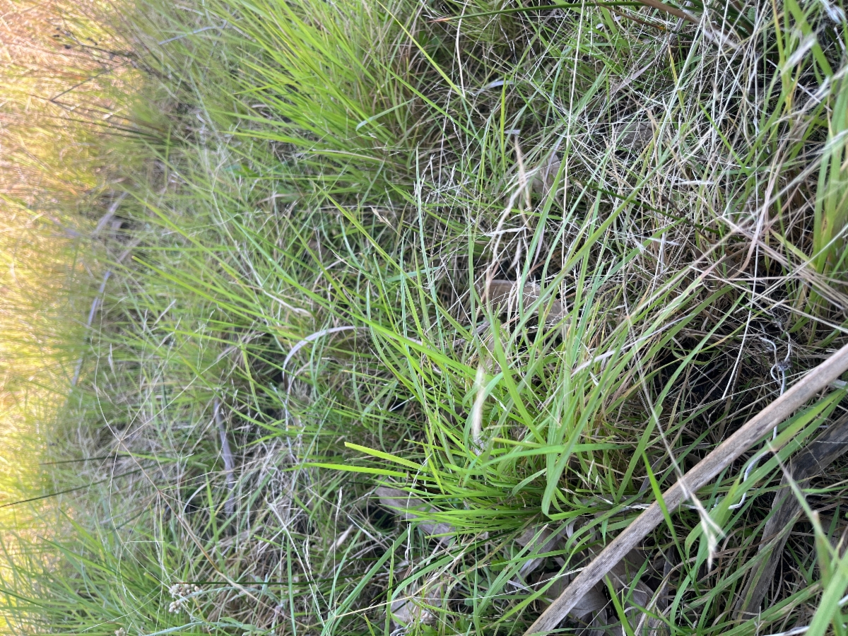 Agrostis avenacea