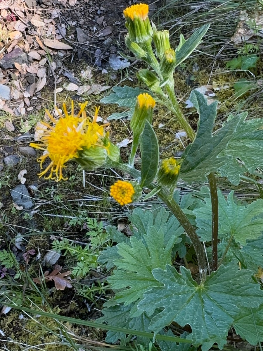 Cacaliopsis nardosmia