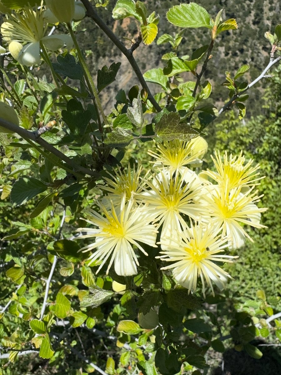 Clematis lasiantha