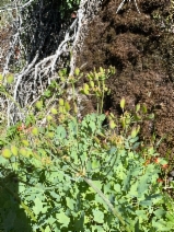 Lomatium californicum