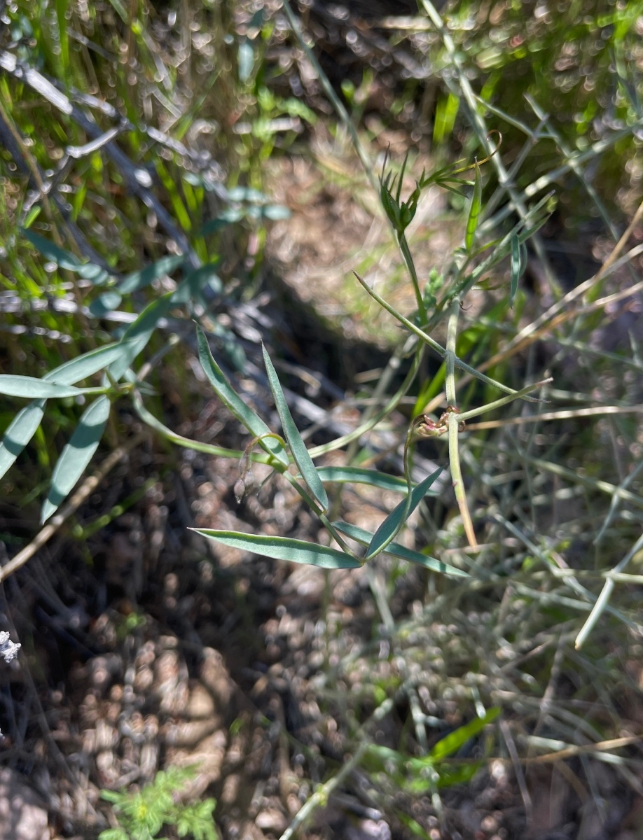 Lathyrus hitchcockianus