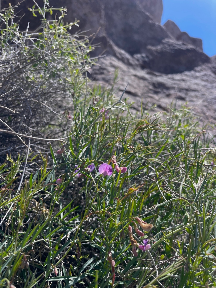 Lathyrus hitchcockianus