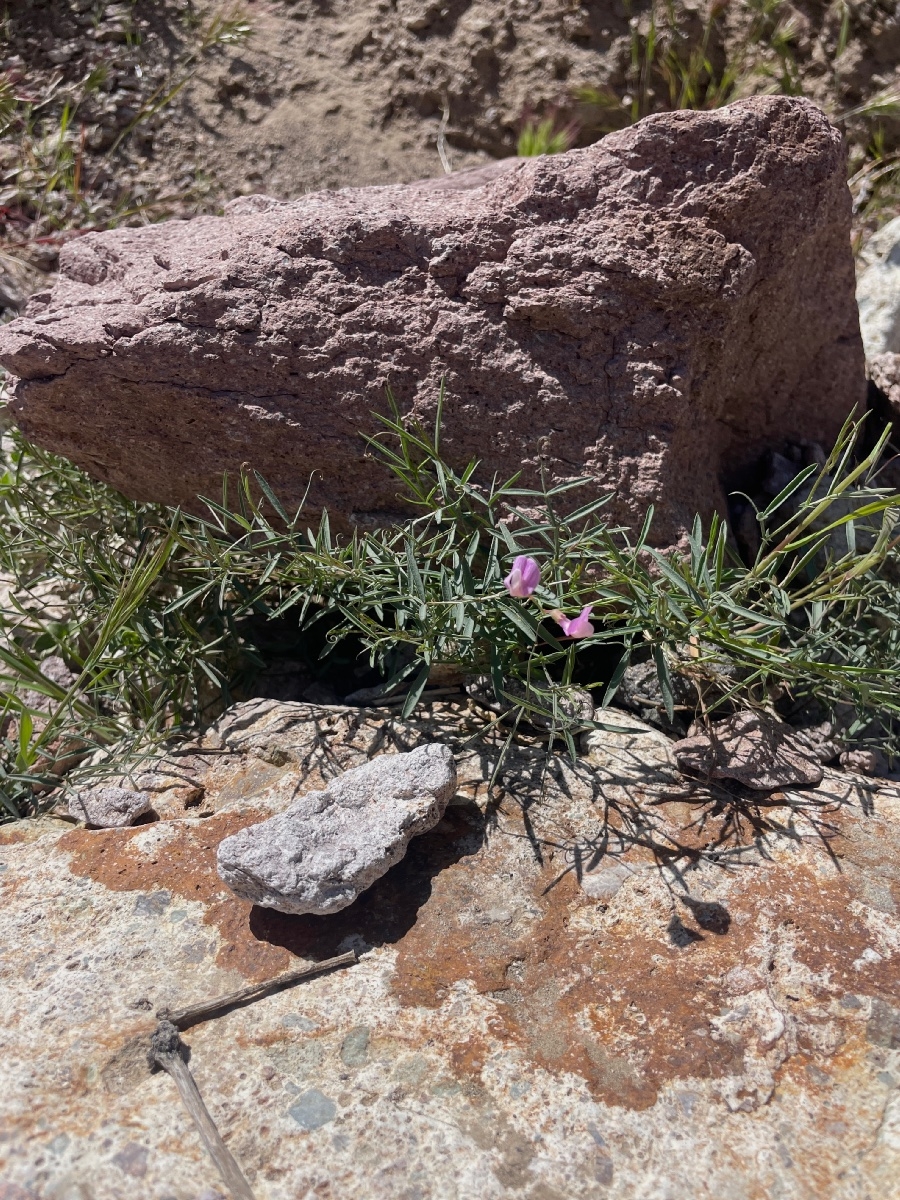 Lathyrus hitchcockianus