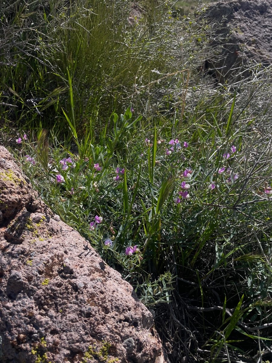 Lathyrus hitchcockianus