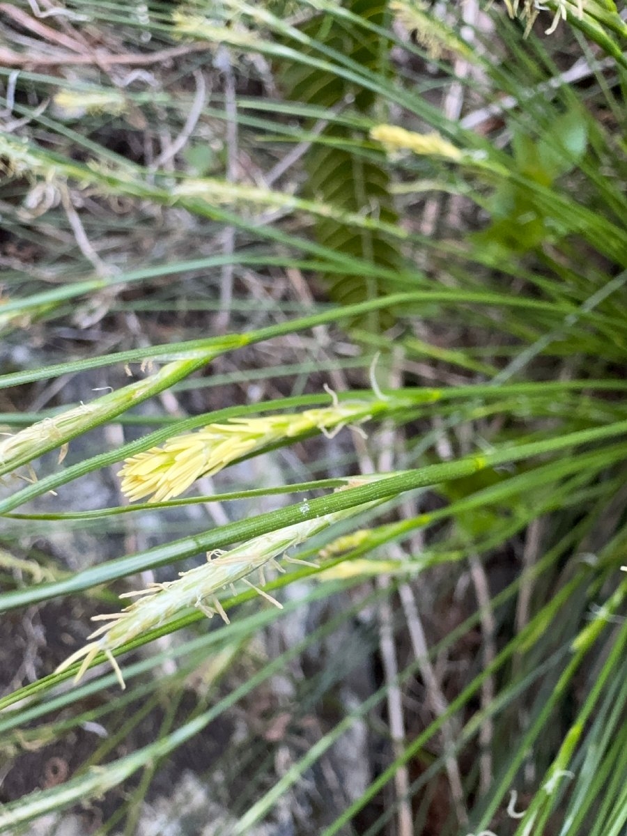 Carex multicaulis