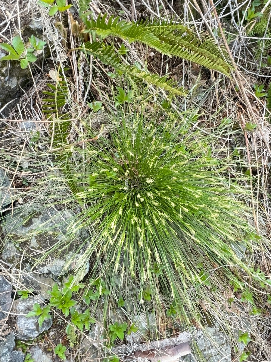 Carex multicaulis