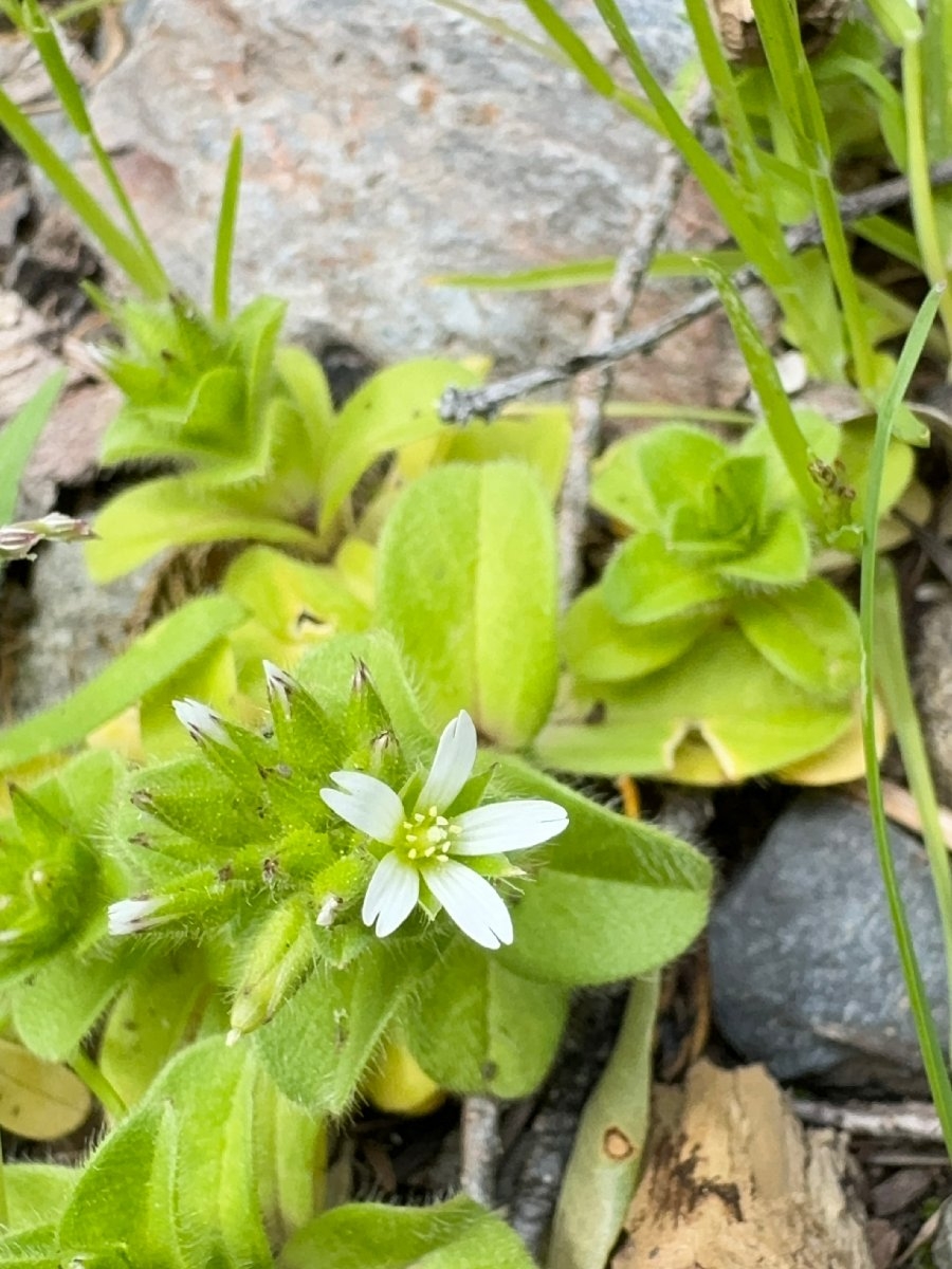 Cerastium glomeratum