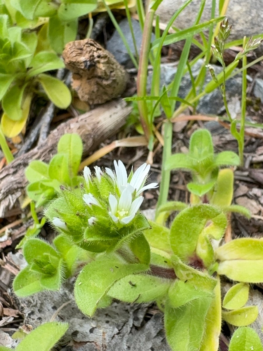 Cerastium glomeratum