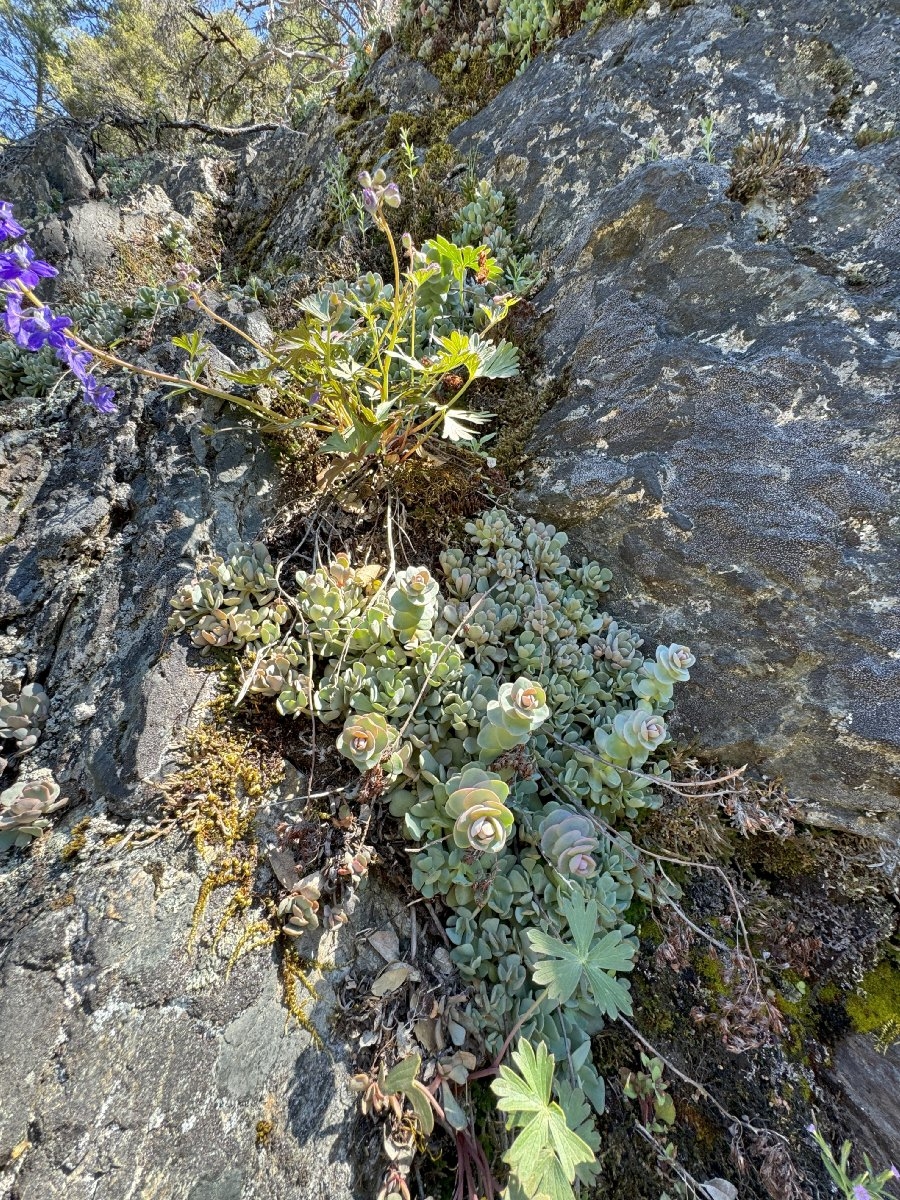 Sedum laxum ssp. heckneri