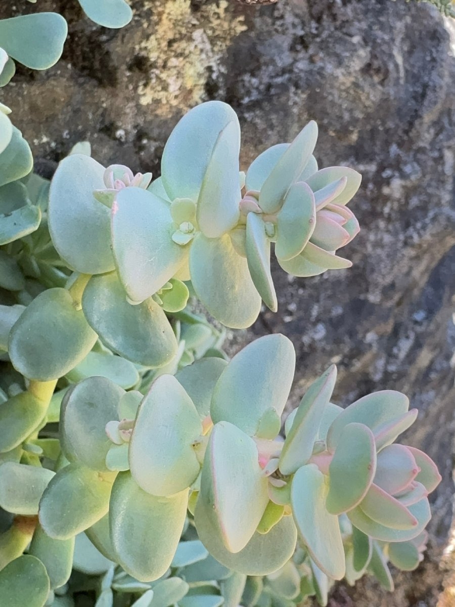 Sedum laxum ssp. heckneri