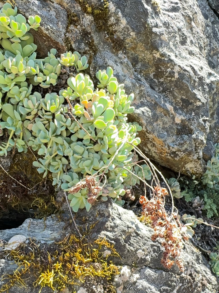 Sedum laxum ssp. heckneri