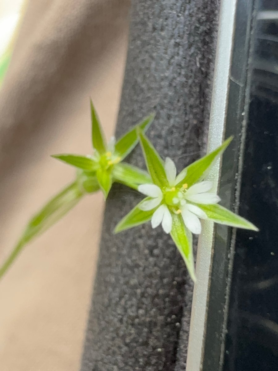 Stellaria nitens