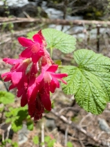 Ribes sanguineum var. sanguineum