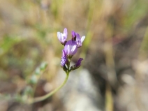 Astragalus gambelianus